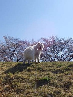 dote_i1904026.jpg