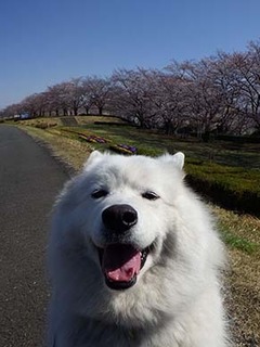 dote_i1904027.jpg