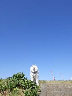 dote_i1904041.jpg