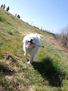 dote_i1904043.jpg