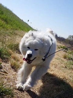 dote_i1904045.jpg