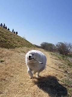 dote_i1904046.jpg