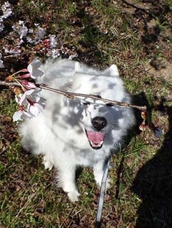 dote_i1904048.jpg