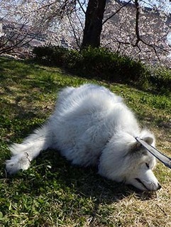 dote_i1904049.jpg