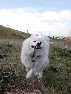 dote_i1904055.jpg