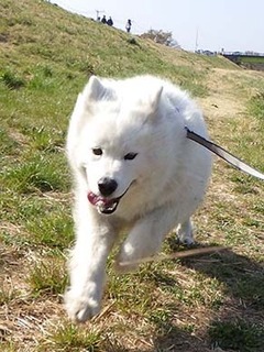 dote_i1904064.jpg