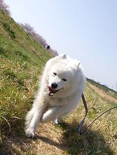 dote_i1904065.jpg