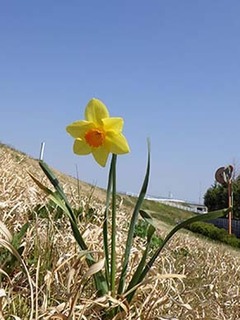 dote_i1904067.jpg