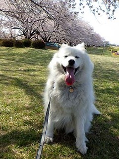 dote_i1904068.jpg