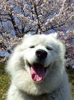 dote_i1904069.jpg