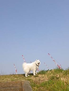 dote_i1904071.jpg