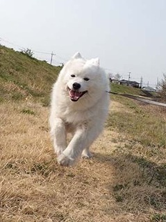 dote_i1904073.jpg