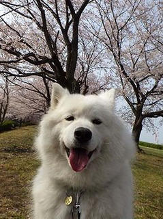 dote_i1904074.jpg