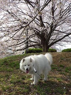 dote_i1904075.jpg