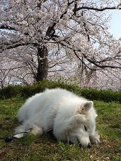 dote_i1904076.jpg