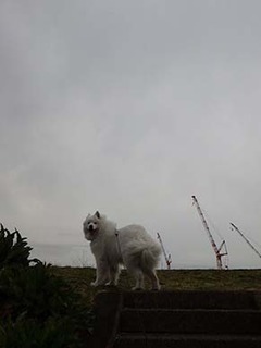 dote_i1904081.jpg
