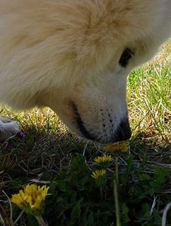 dote_i19040910.jpg