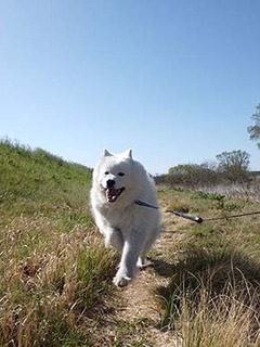 dote_i1904094.jpg