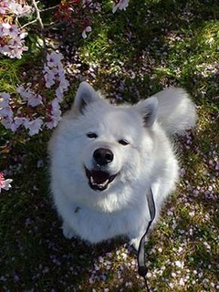 dote_i1904096.jpg