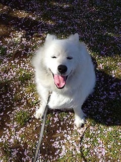 dote_i1904097.jpg