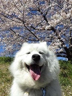 dote_i19041112.jpg
