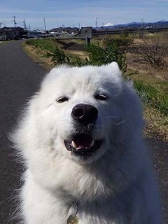 dote_i1904112.jpg