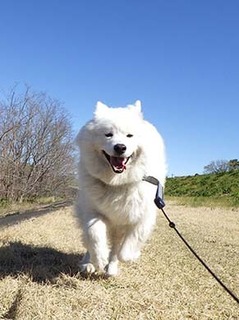 dote_i1904114.jpg