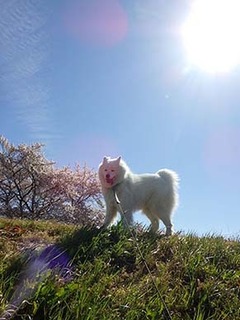 dote_i1904119.jpg