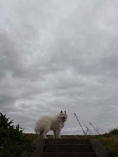 dote_i1904121.jpg