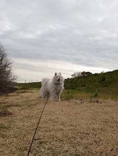 dote_i1904122.jpg