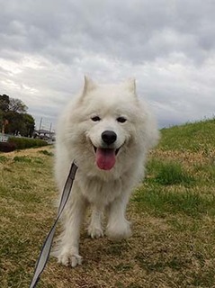 dote_i1904125.jpg