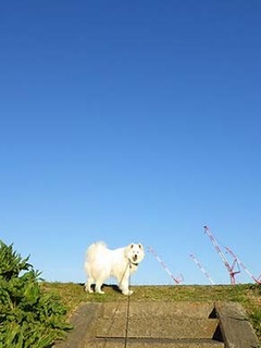 dote_i1904131.jpg
