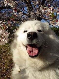 dote_i19041310.jpg
