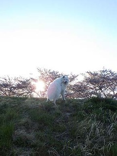 dote_i1904137.jpg