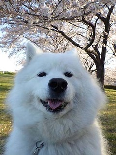 dote_i1904138.jpg
