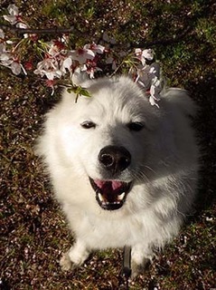 dote_i1904139.jpg