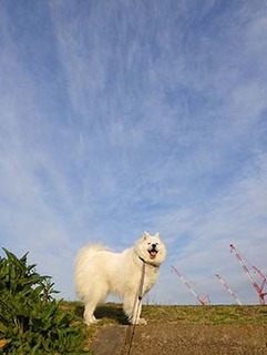 dote_i1904141.jpg