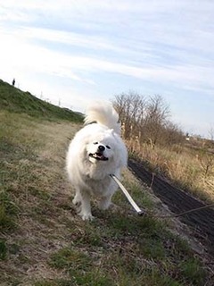 dote_i1904142.jpg