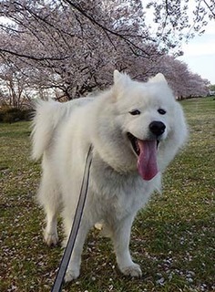 dote_i1904143.jpg