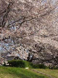 dote_i1904144.jpg