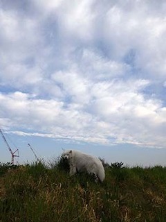 dote_i1904151.jpg