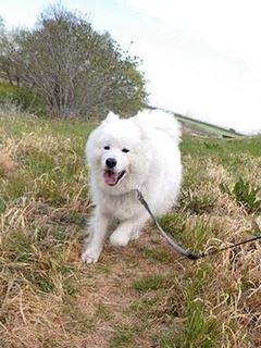 dote_i1904154.jpg