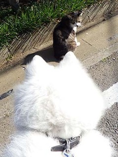 dote_i1904161-2.jpg
