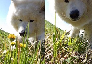 dote_i1904165.jpg