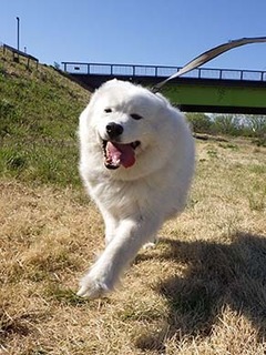 dote_i1904166.jpg