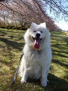 dote_i1904167.jpg