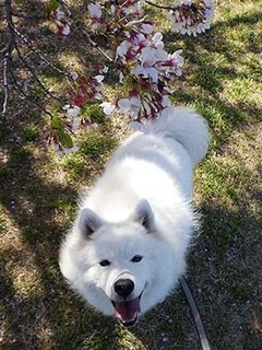 dote_i1904168.jpg