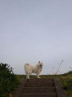dote_i1904171.jpg