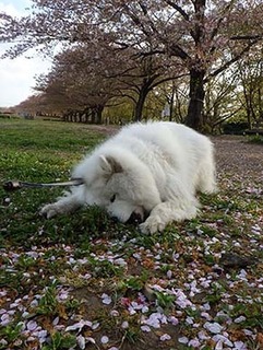 dote_i19041811.jpg