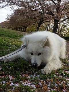 dote_i19041812.jpg